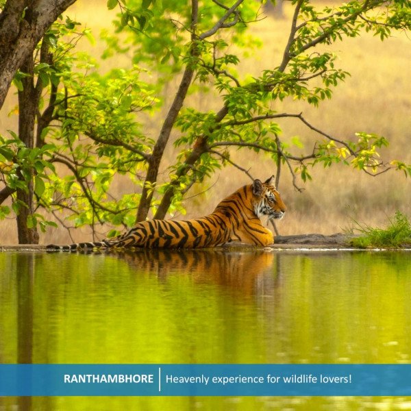 Sanctuaries of Life – From Roaring 🦁 to Soaring 🦜 | Ranthambore & Bharatpur - Rajasthan